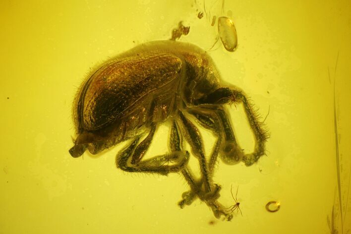 Detailed Fossil True Weevil (Curculionidae) In Baltic Amber - Rare! #183630